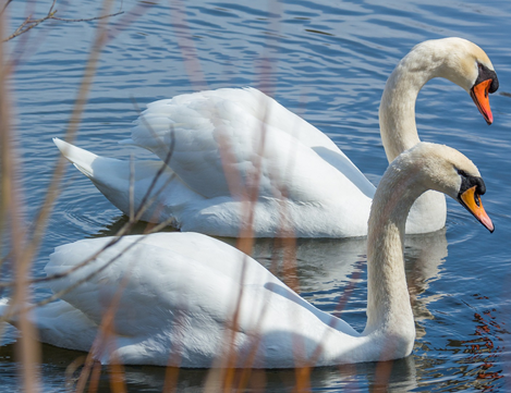 A pair of white swans