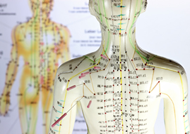Acupuncture Models showing points and meridians