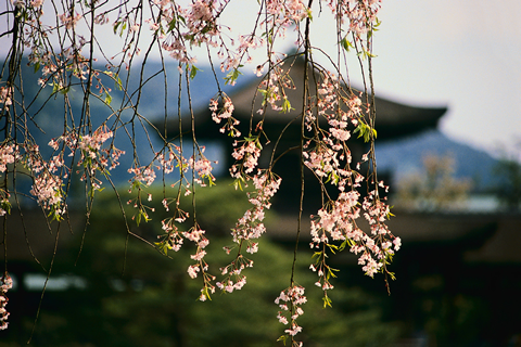 Cherry blossom tree in foreground with a temple in the background