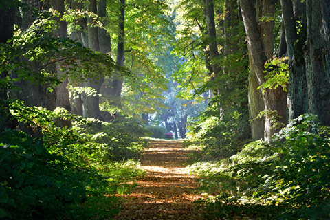 A long path through beautiful woods