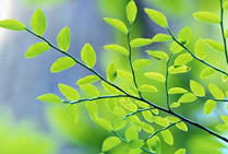 Image: Branch with Lt. Green Leaves - FAQs